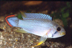Apistogramma panduro (Apistogma panduro)