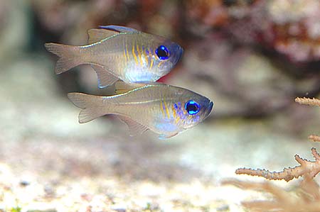 Apogon leptacanthus (Apogon med blå remsor)