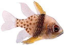 Apogon nematopterus (Apogonpyjamas)