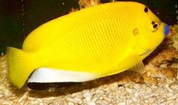 Apolemichthys trimaculatus (Tritachery fisk)