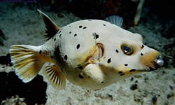 Arothron nigropunctatus (Ballongfisk med svarta fläckar)