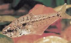 Asiphonichthys condei (Glas tetra med små skalor)