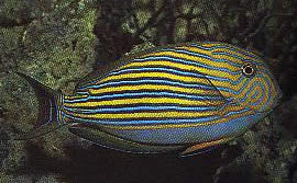 Aspisurus lineatus (Randig kirurg)