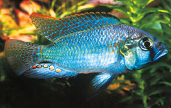 Astatolipalia burtoni (Burton)