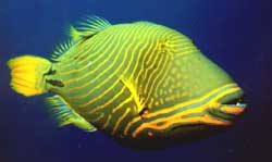 Balistapus undulatus (Vågig)