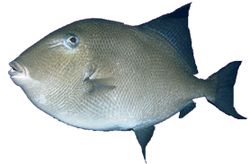 Balistes carolinensis (Fläsk)