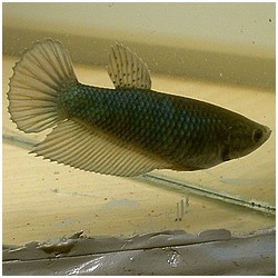 Betta splendens queue de peigne bekämpa