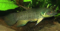 Betta trifasciata Kämpe
