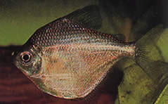 Brachychalcinus orbicularis (Karakinskiva)