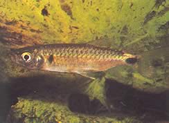 Brycinus macrolepidotus (Tetra med riktiga skalor)