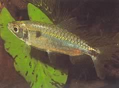 Brycinus schoutedeni (Brycinus med stora skalor)