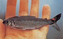 Brycon rubricauda (Brycon med röda fenor)