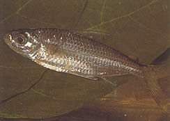Bryconaethiops macrops (Tetra stora maskerade ögon)