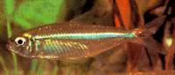 Bryconops affinis (Avsmalnande bryconops)