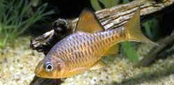Capoeta oligolepis (Oligolepis skäggig)