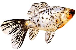 Carassius auratus shubunkin