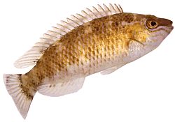 Centrolabrus exoletus Gammalmodig