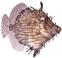 Chaetoderma penicilligera (Utsmyckad)