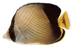 Chaetodon decussatus Chétodon falskt vagabond