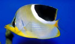 Chaetodon ephippium Svart spot papillon fisk