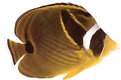 Chaetodon lunula (Randig chétodon)
