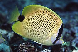 Chaetodon miliaris (Citronbröd)