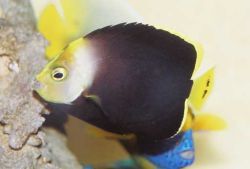 Chaetodontoplus melanosoma (Brun ängel)