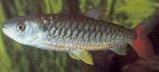 Chalceus erythrurus Chalceus med gula fenor