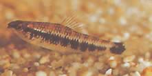 Characidium fasciatum (Characidium fascinerad)