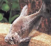 Charax tectifer (Charax slagskepp)