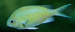 Chromis caerulea Grön krom