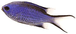 Chromis cyanea (Blå ung dam)