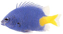 Chrysiptera parasema (Blå dam med gul svans)