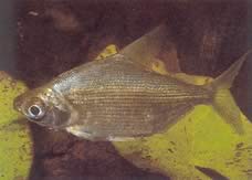 Citharinus congicus Kondarin