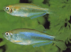 Coelurichthys microlepis (Tetra Crutor med små skalor, Barberos)