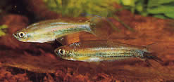 Coelurichthys tenuis Tetra höll, tetra-barberos