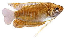 Colisa labiosa Gourami lippu