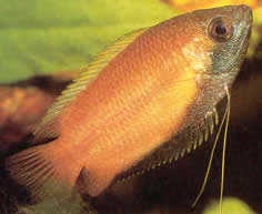 Colisa sota Älskling gourami