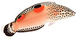 Coris aygula (Orange fläckar Girelle)