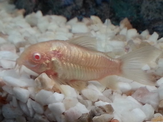 Corydoras aeneus albinos Corydoras albino