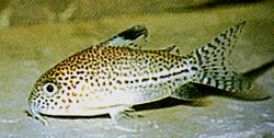 Corydoras julii (Corydoras leopard)
