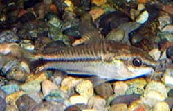 Corydoras pygmaeus Pygmy corydoras