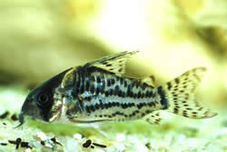 Corydoras schwartzi (Corydoras med fem band)