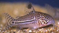 Corydoras trilineatus (Tre band Corydoras)