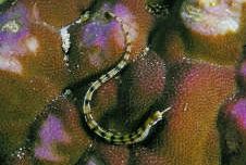Corythoichthys flavofasciastus Gul bandefish fisk