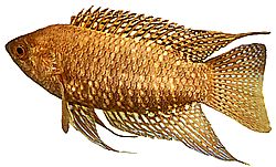 Ctenopoma fasciolatum