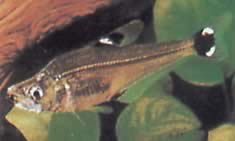 Cynopotamus argenteus