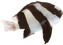 Dascyllus aruanus (Vitstjärna)