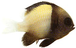 Dascyllus carneus (Dascyllus carneus)