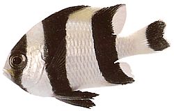 Dascyllus melanurus Svartvillad dam